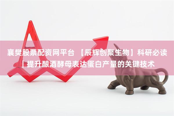 襄樊股票配资网平台 【辰辉创聚生物】科研必读｜提升酿酒酵母表达蛋白产量的关键技术
