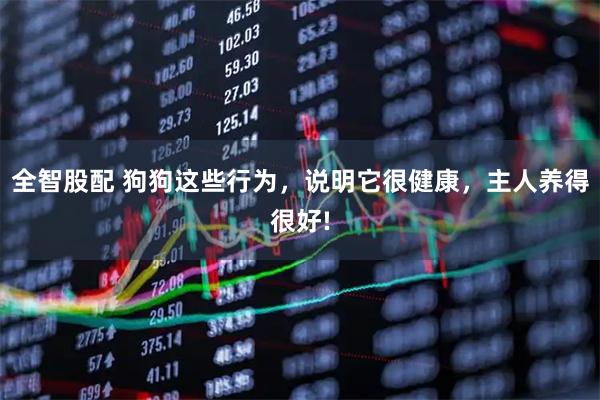 全智股配 狗狗这些行为，说明它很健康，主人养得很好!